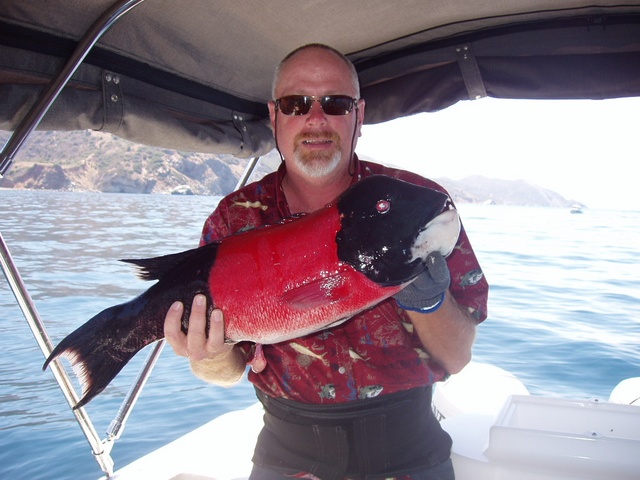 9lb Sheepshead caught at Santa Barbara Island on Big Hammer plastic swim bait (5