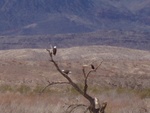 Bald Eagles at Lake Mohave 