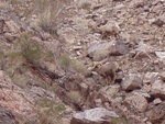 Desert Big Horn Sheep at Lake Mohave 