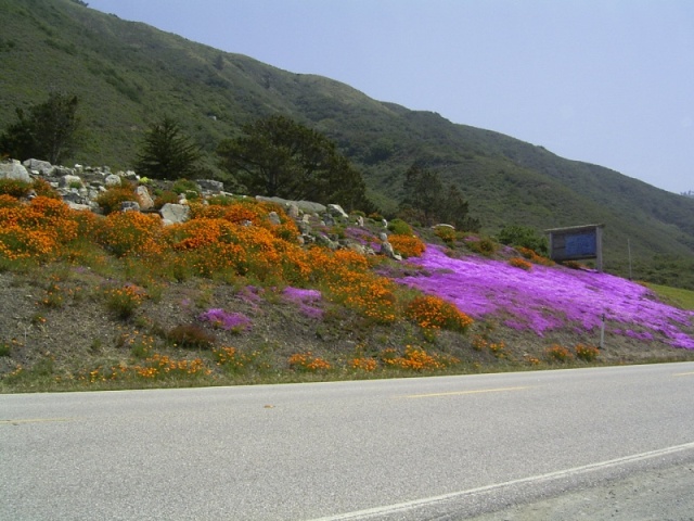 Had to take this pic of the flowers along Highway 1