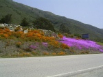 Had to take this pic of the flowers along Highway 1