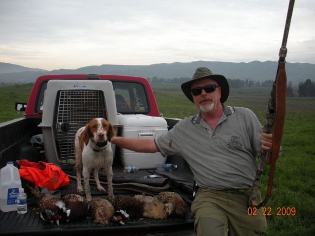 Sadie's first pheasant hunt