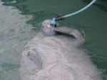 Manatee gets a drink