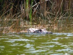Canoe Observer, Everglades NP
