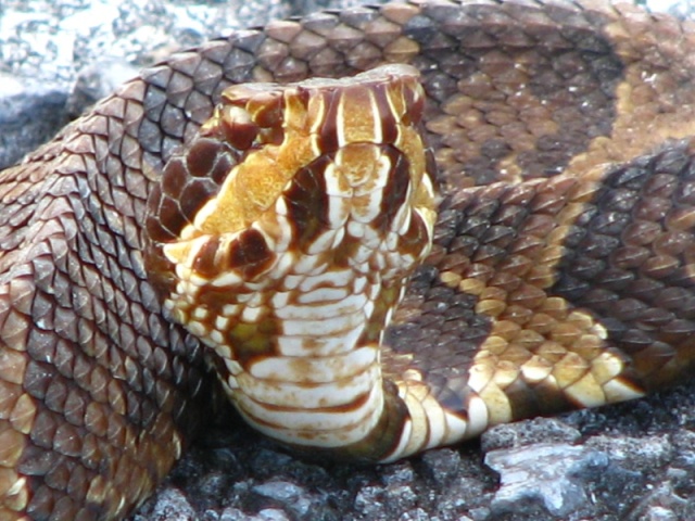 Cute little Cottonmouth