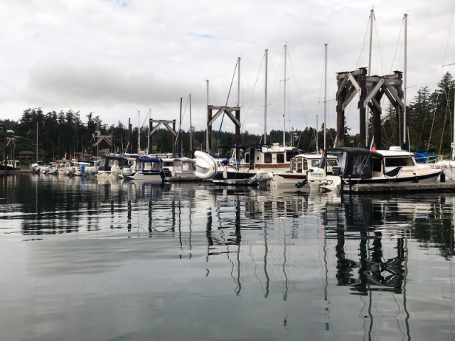 H dock is pretty full of C-Dorys!