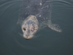 Popeye the resident seal