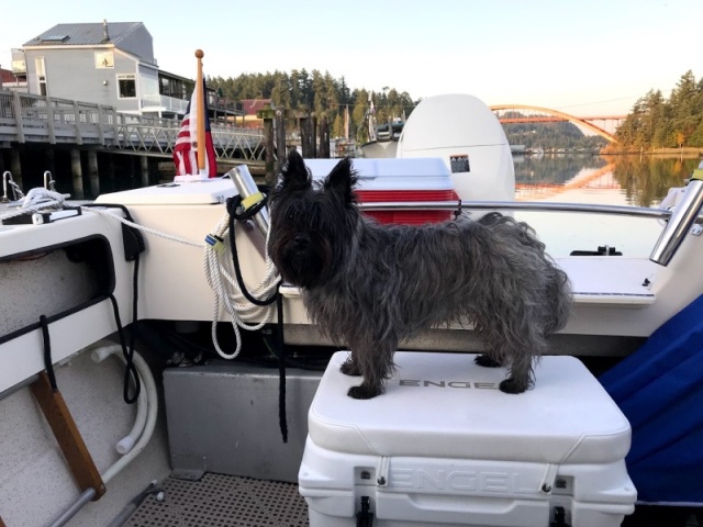 Ranger, boat dog