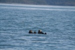 Sea Otters