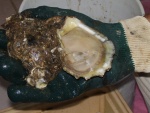 Close up of an Apalachicola Oyster!