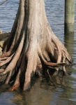 Cypress roots