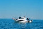 Netting a King Salmon 2005