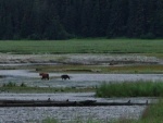 Sow and cub fishing at Sweetheart Creek
