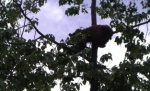 And yes for any non believers, that is a black bear about 35 ft up a tree.