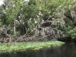 Ibis (birds) in the trees along the Hontoon Dead River