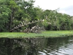 Ibis (birds) in the trees along the Hontoon Dead River