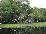 Ibis taking flight along the Hontoon Dead River