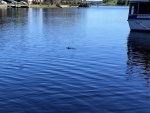 Hontoon Alligator leaving the park.