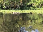 Turtles along Blue Creek