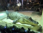 Clarks Fish Camp Restaurant. Yes, that is a real gator!