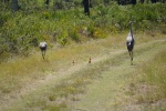Encountered a crane family on the nature walk led by Troy 