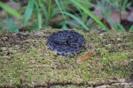 Pygmy rattlesnake