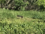 So many gators along the St. John\'s River. This year they seemed to be smaller, younger.
