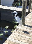 Egret at Hontoon Landing