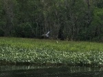 Blue Heron taking flight