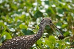 We had a special show: Limpkin eating out of snail shells a few feet from the boat.