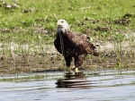 juvenile Eagle on upper St. Johns on way to Dead Creek