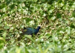 Purple Gallinule