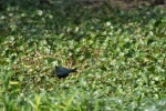 back side of Purple Gallinule