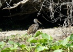 Limpkin