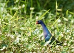 Purple Gallinule