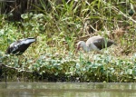 White Ibis, and black???