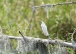 Snowy Egret?