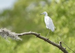 Snowy Egret??