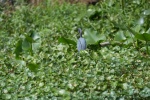 lesser Blue Heron