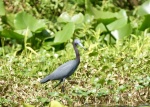 small blue heron