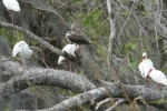 and more Ibis.