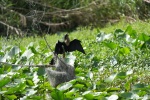 Anhinga