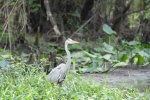 silent Blue Heron