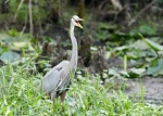 When the Great Blue Heron speaks--he warns you about the man eating alligator around the corner.