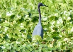 Little or least blue heron.