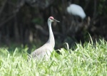 Sand Hill Crane