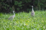 Better yet, two sand hill cranes!