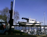 Honu being lifted into the water on Hayden Island.