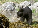 (Hunkydory) Fords Terror-bear eating sea weed