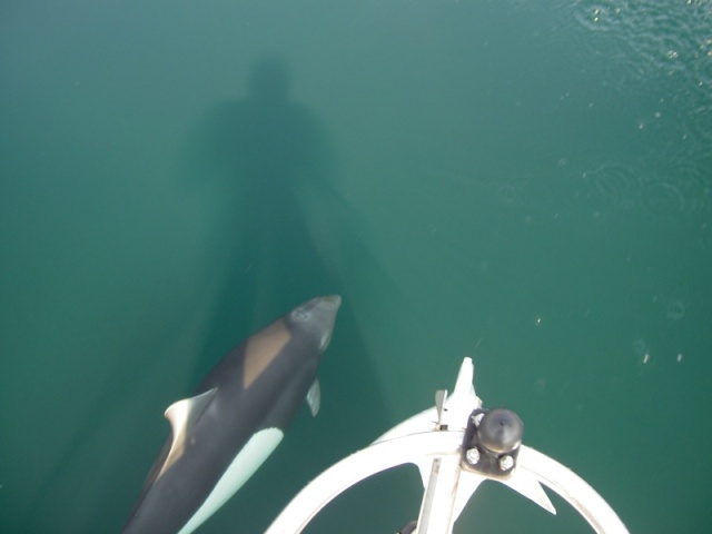 (Hunkydory) Dull porpoise off the bow